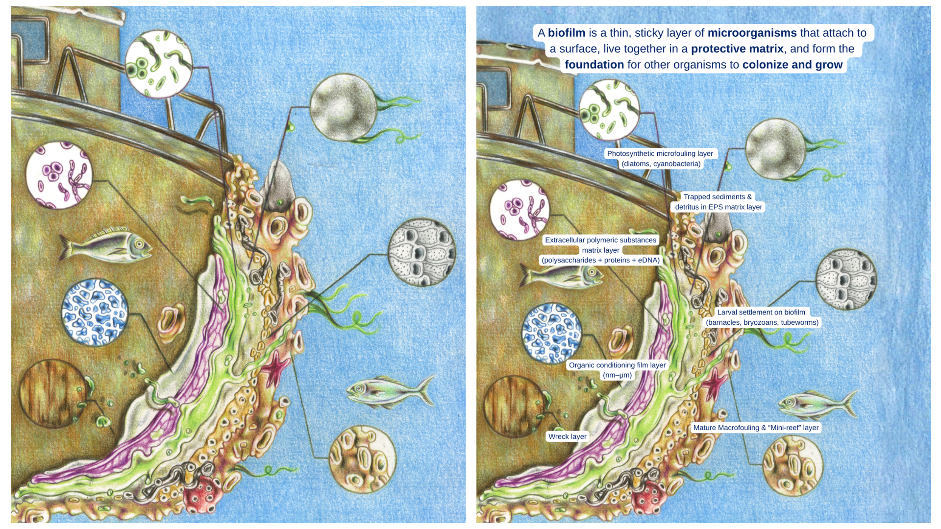 From Steel to Sea Life: How Biofilms Turn Shipwrecks into Thriving Reefs