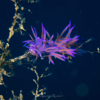20250518 DWS Biodiv edit watermark -33
