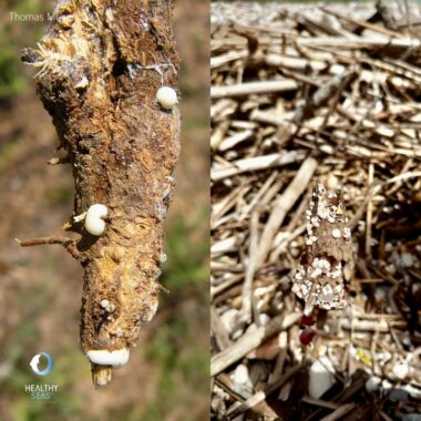 Artificial or Natural How litter can deceive you! Sometimes, you might spot white blobs stuck on branches… They could be milk sap from a plant or tiny #Styrofoam beads that have mingled with the natural beach #