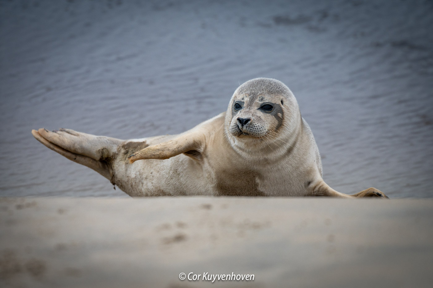 The story of a Seal 