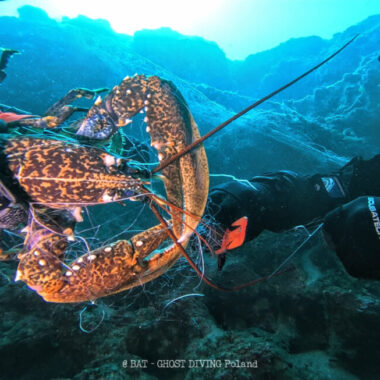 HealthySeas_Lobster_BAT-1160x653
