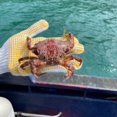IMG_6681-1160x1547 crab