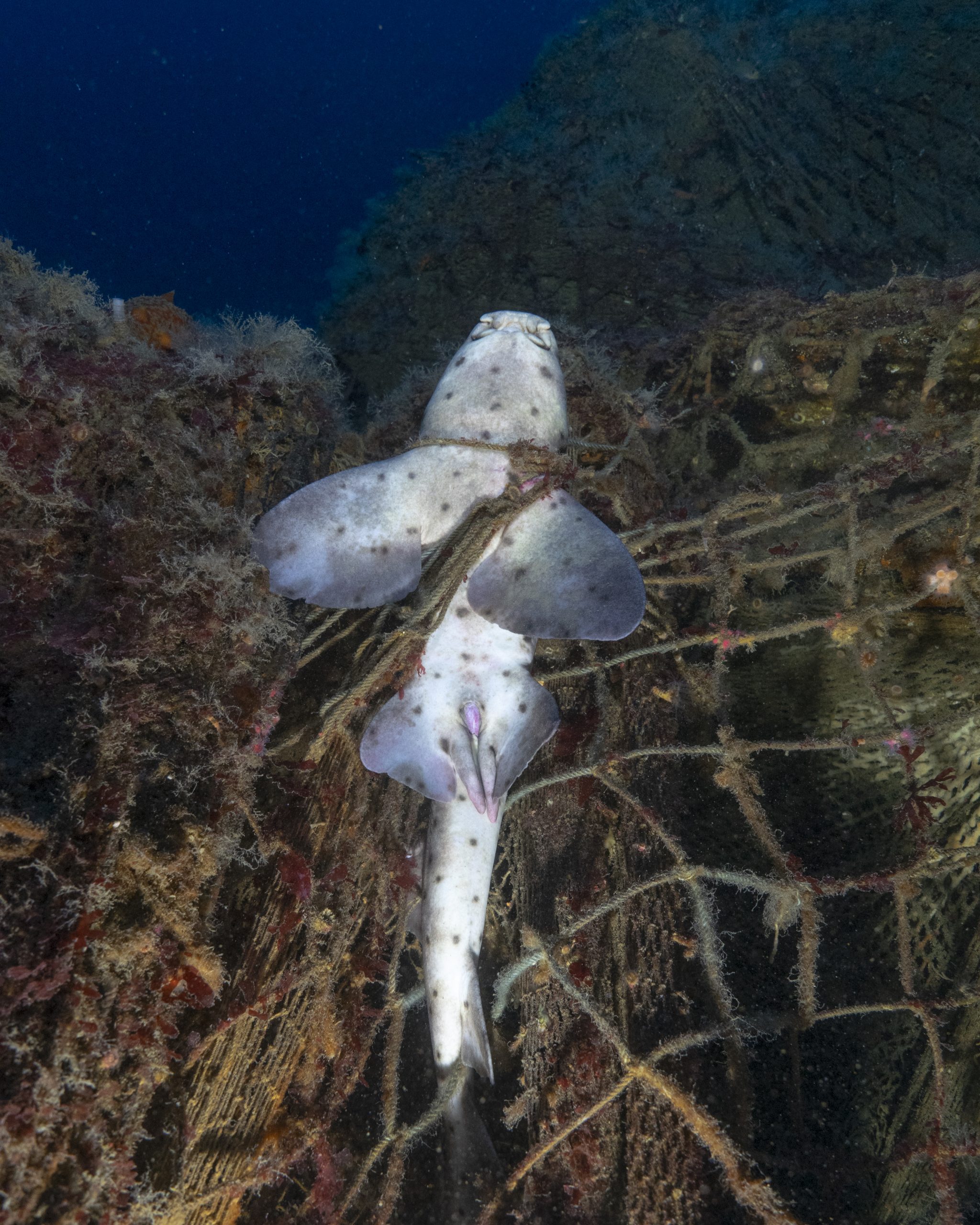 Rescuing an entangled Horn Shark 