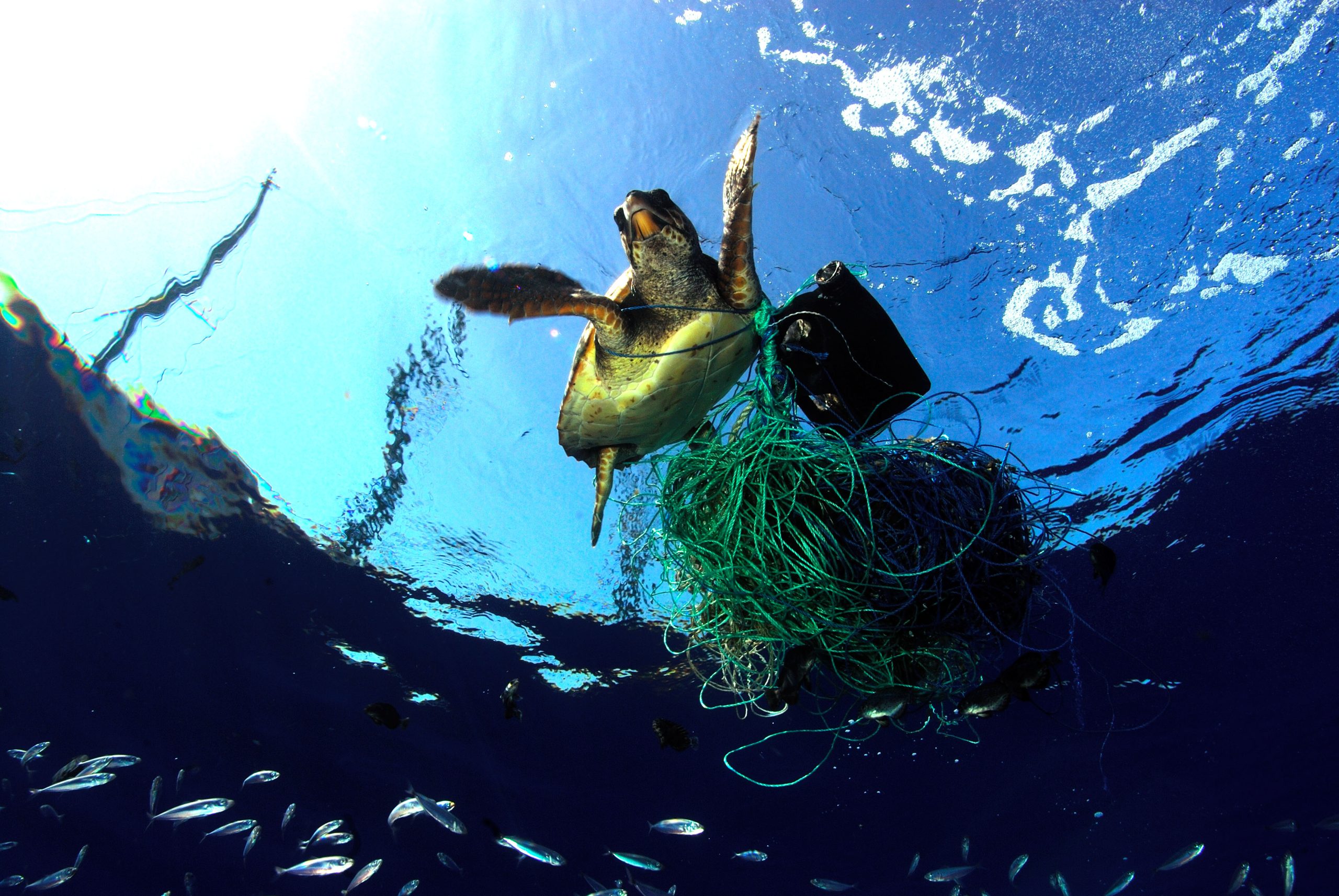 Turtle Rescue