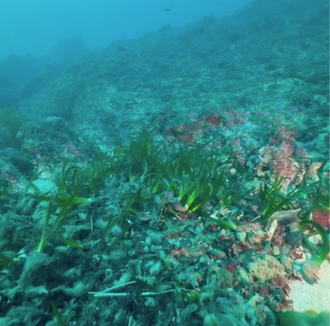 Healthy Seas and GAMOMAT Support ghost net removal in Spain&rsquo;s Bolets PEIN area