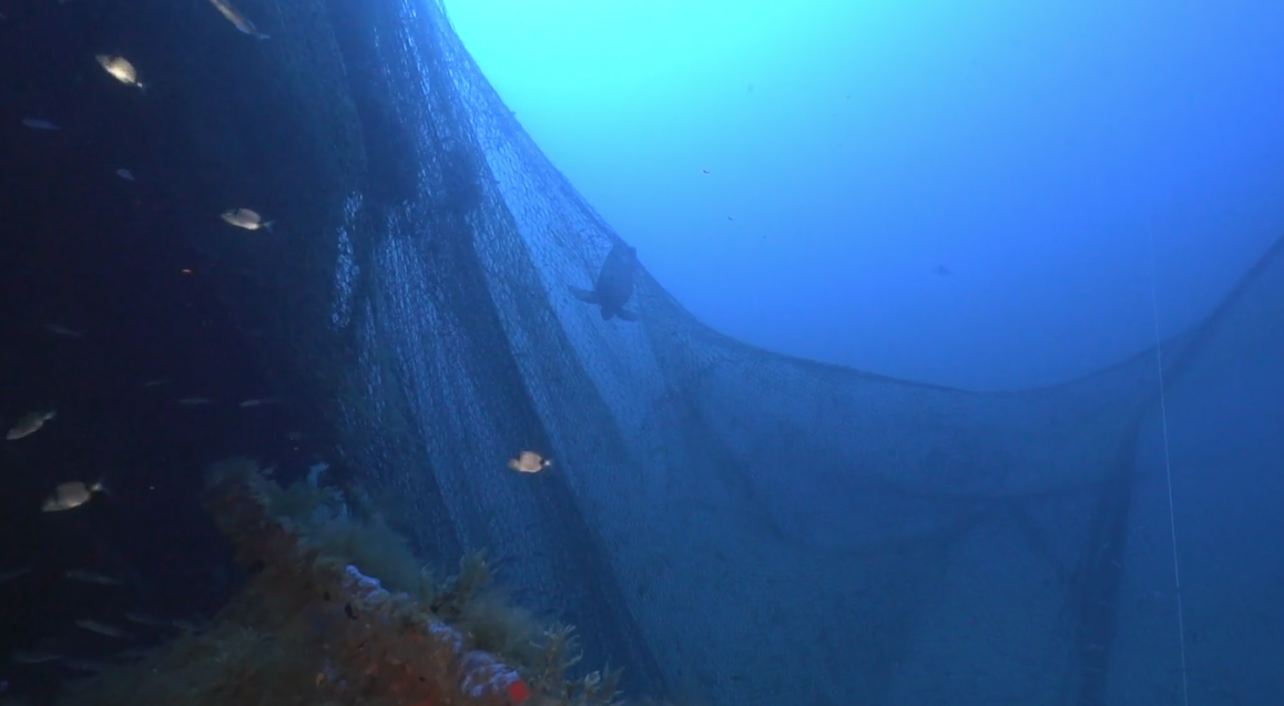 Why Biodiversity Loss Cannot Be Measured by the Weight of Marine Litter