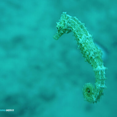 Stratoni-Nov2018-33 Seahorse
